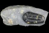 Adrisiops Weugi Trilobite - Recently Described Phacopid #130526-1
